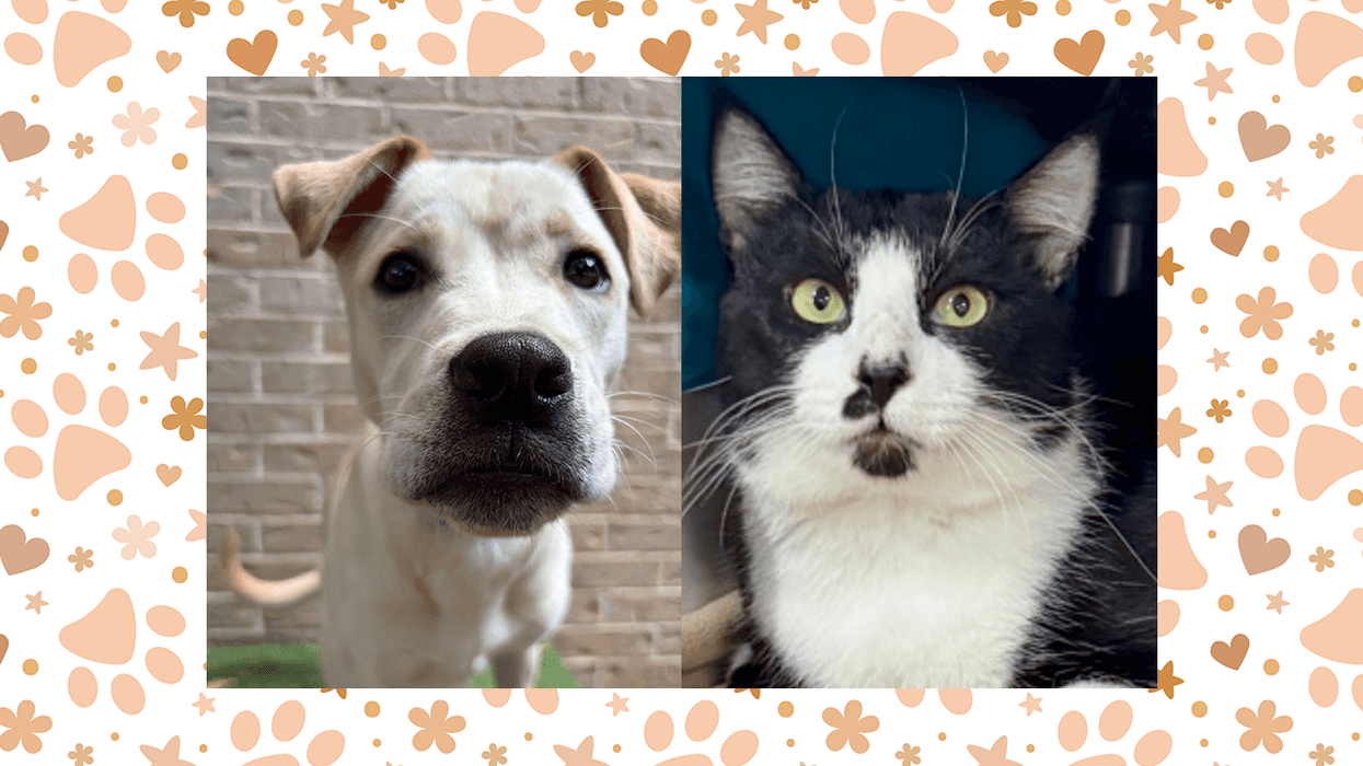 Wet Nose Wednesday: Blondie and Lucky