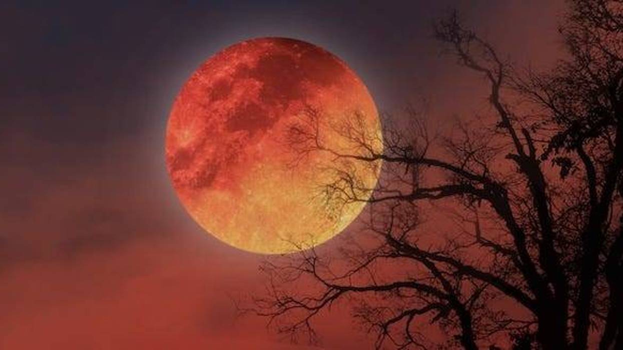 Blood moon visible in the sky behind trees