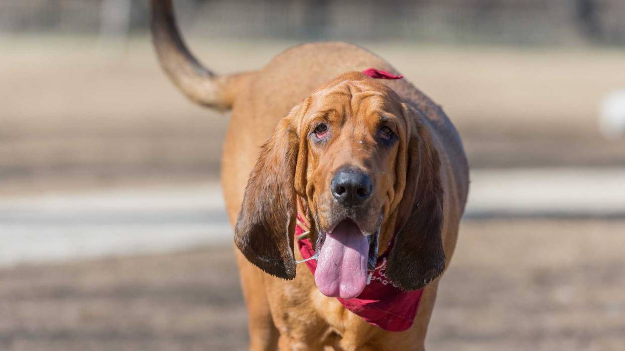 Bloodhound stock photo.