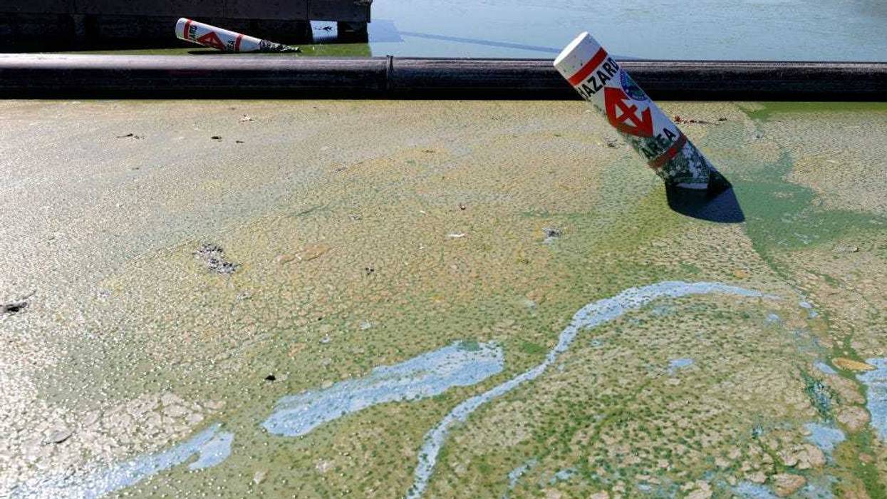 Blooms of cyanobacteria cover the surface of the water in Clear Lake at Redbud Park on Sept. 26, 2021 in Clearlake, California.
