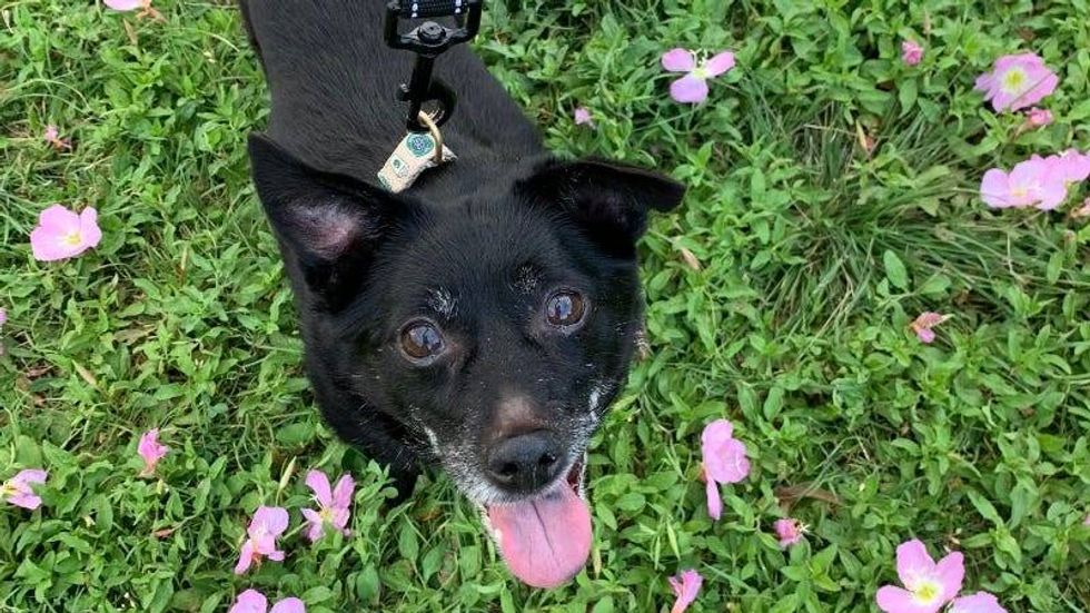 Blossom @ Austin Humane Society 4/26/23