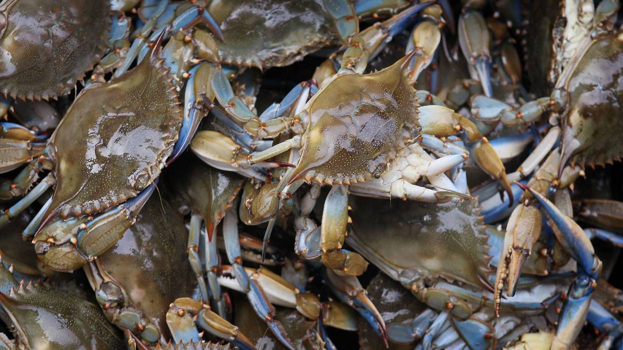 blue crab harvest