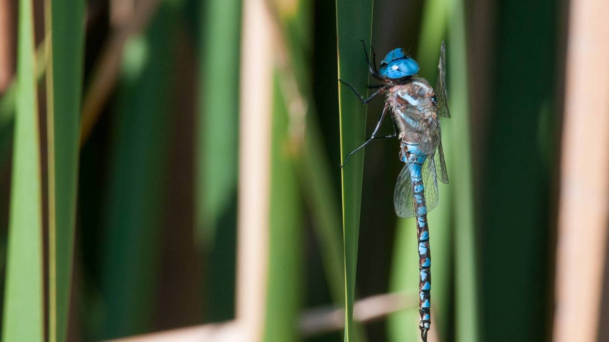 Blue-eyed Darner