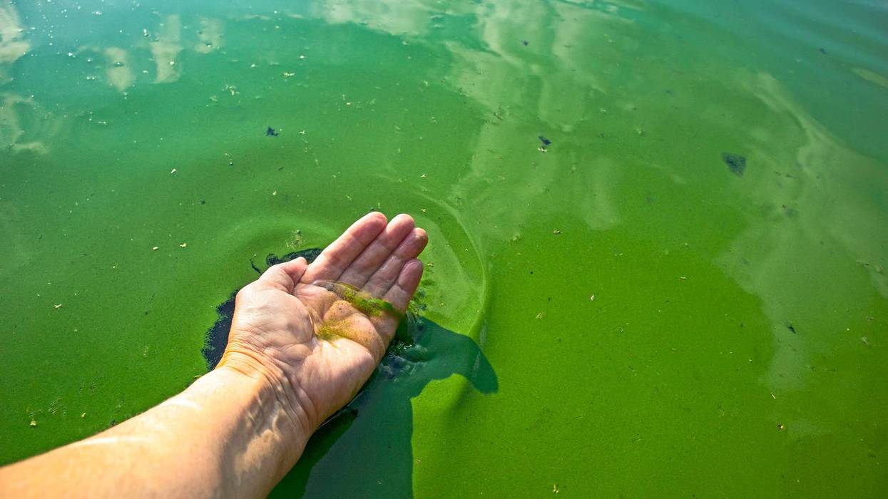 Blue-Green Algae