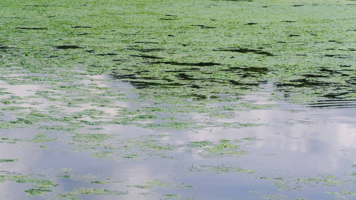 Blue-Green Algae