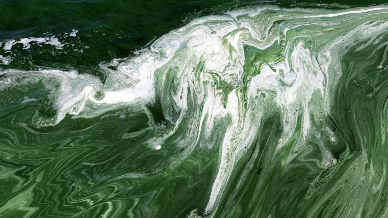 Blue-Green Algae