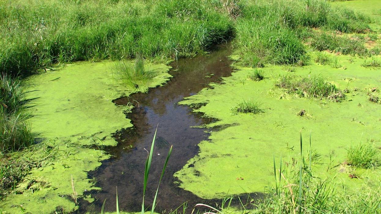 Blue-Green Algae