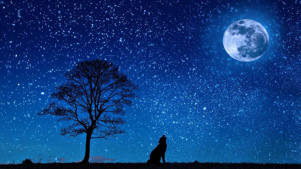 Blue moon wolf