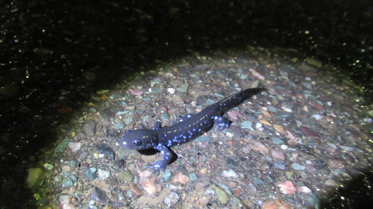 Blue salamander on rocky pavement