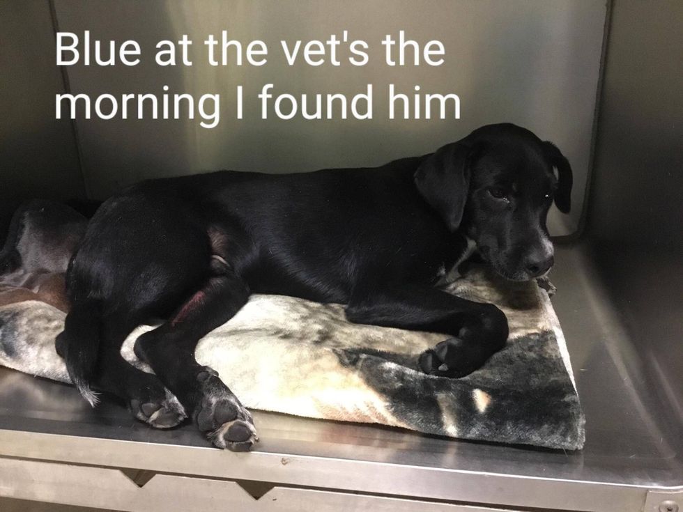 Blue the day he was found