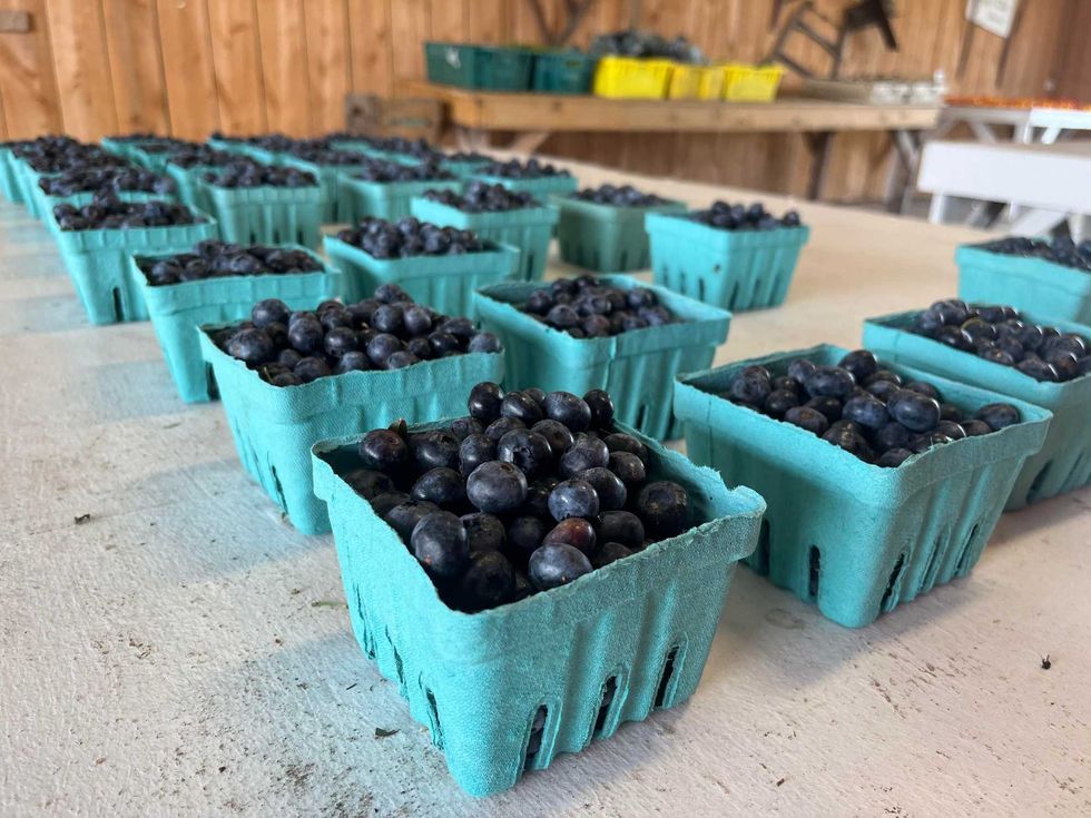Blueberries at Greg