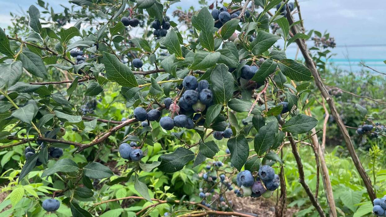 Blueberries have bloomed at Greg's U-Pick in Clarence