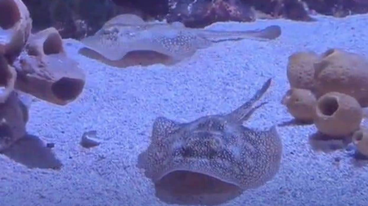 Blueberry and Chocolate Chip: The new Yellow Stingray babies