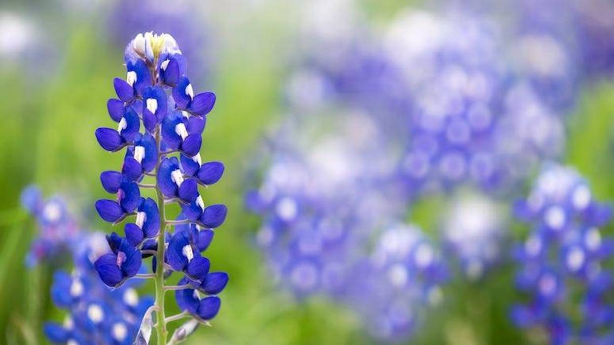 Bluebonnets in a field