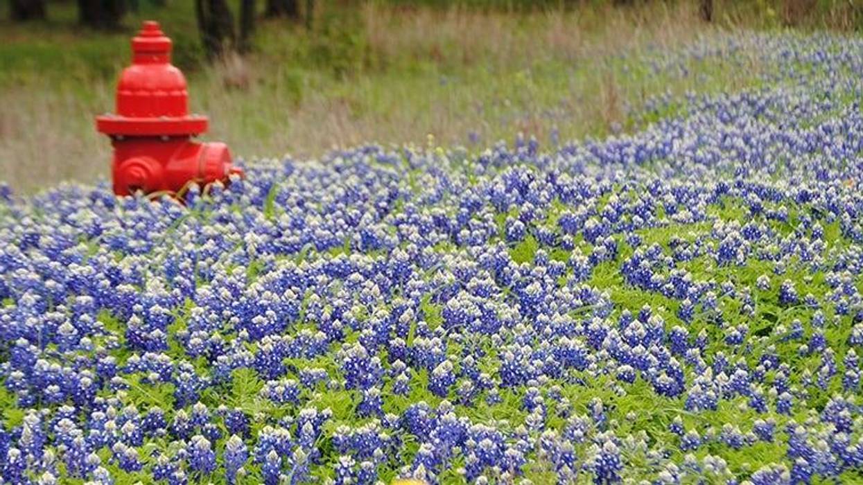 Bluebonnets
