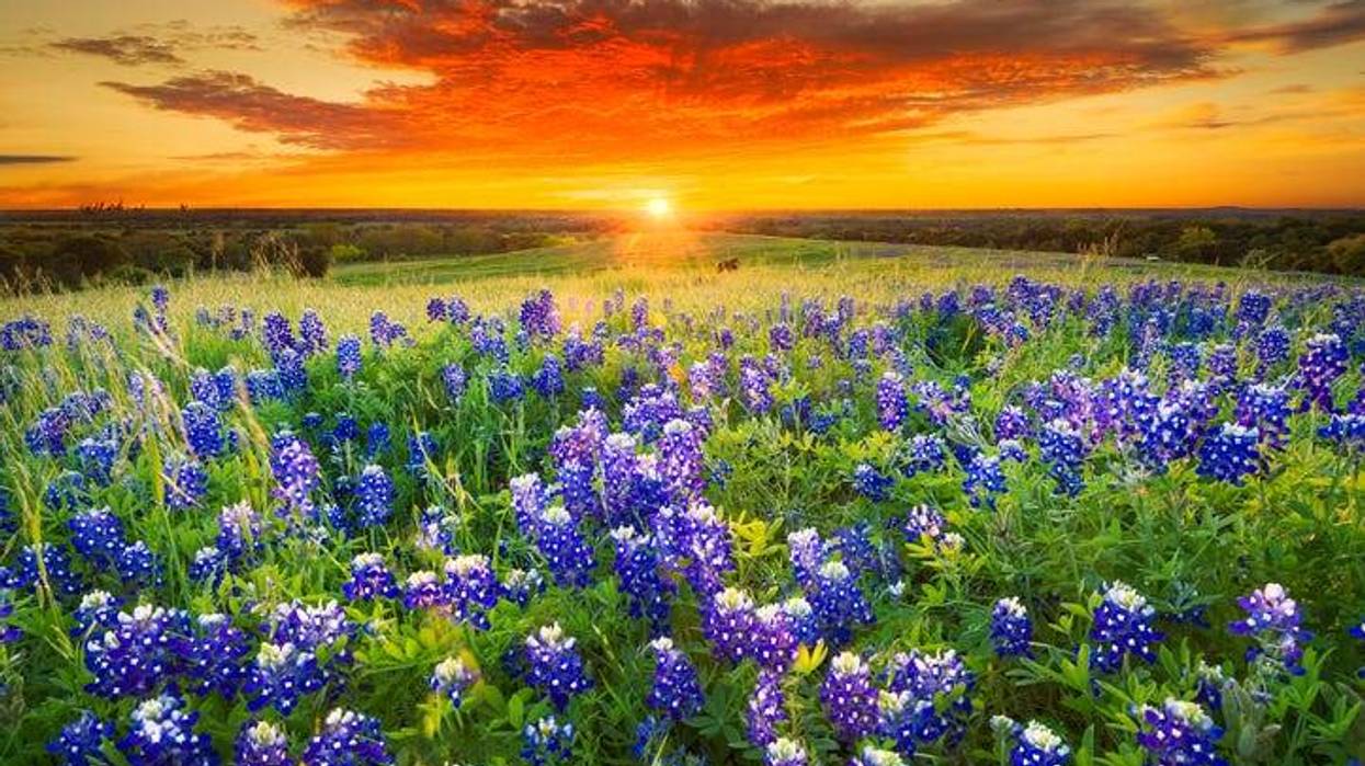 Bluebonnets