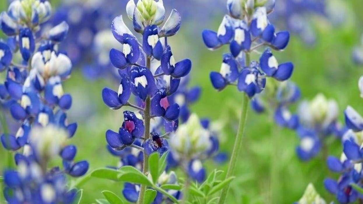 bluebonnets