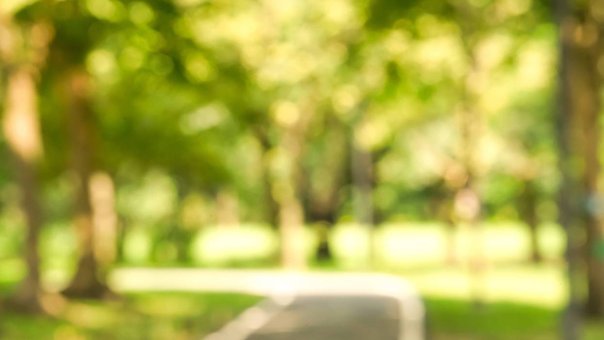 blurred nature park