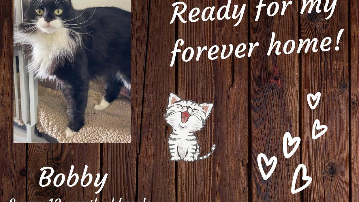 Bobby, a four year old black and white tuxedo cat, up for adoption at ARE Animal Rescue