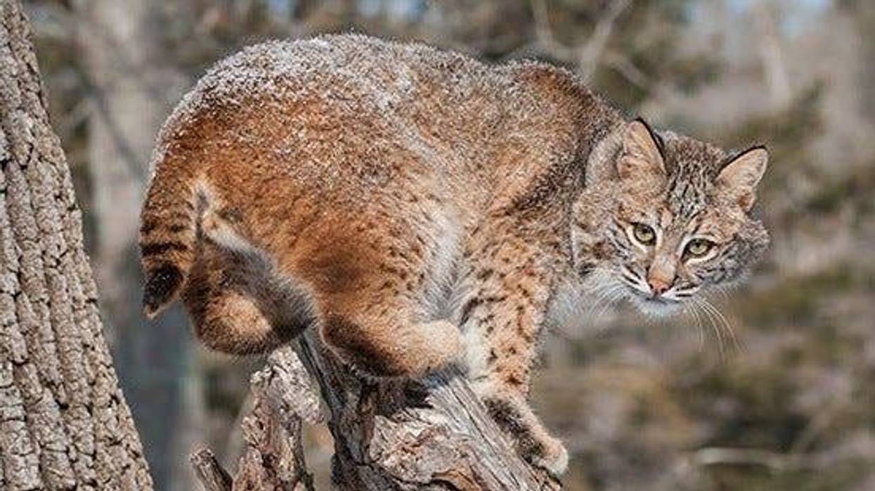 bobcat in a tree