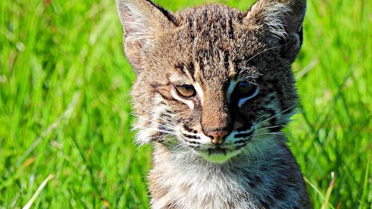 Video captures momma Bobcat carrying kitten into a storm drain in McKinney to escape bad weather
