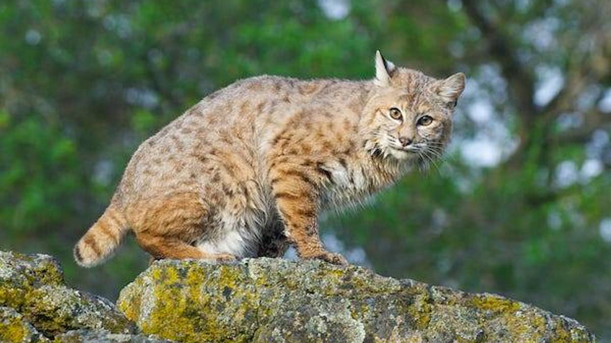 Bobcat standing on some rocks