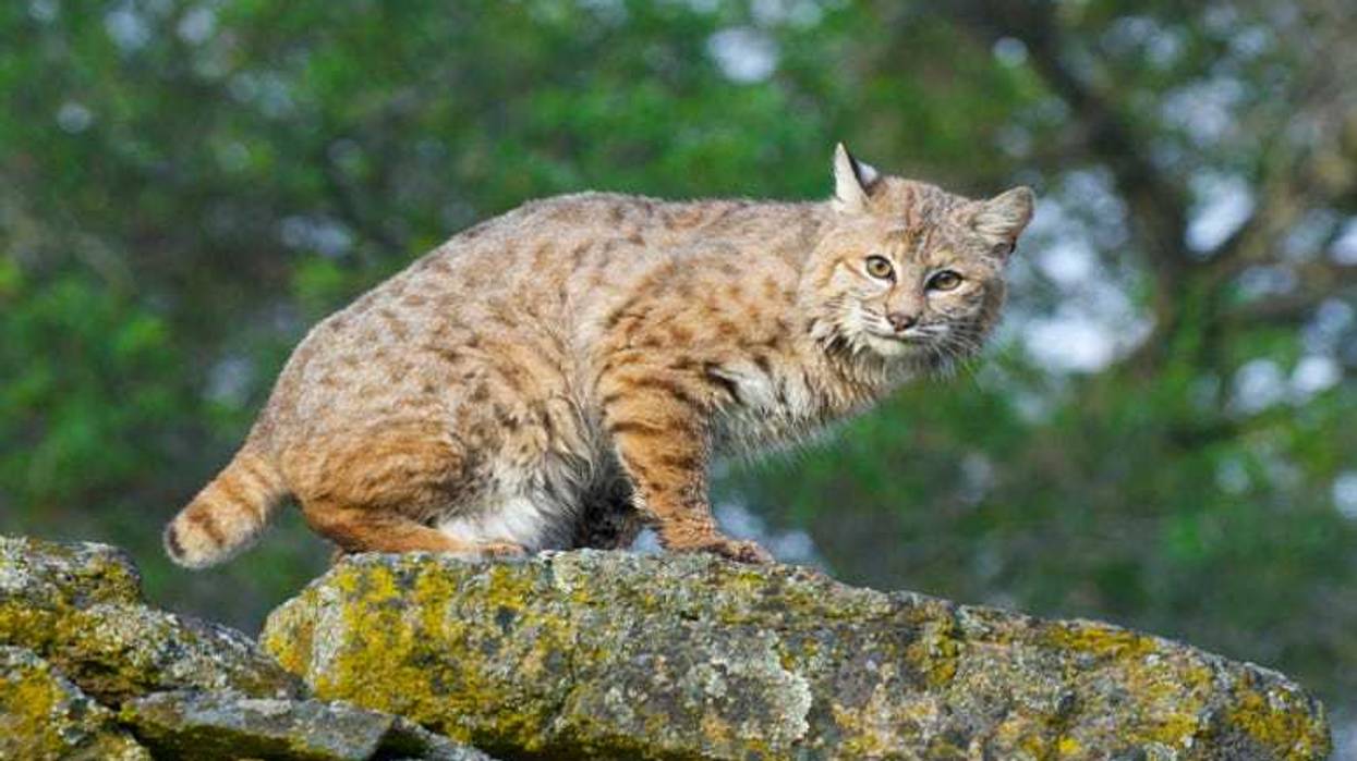 Bobcat