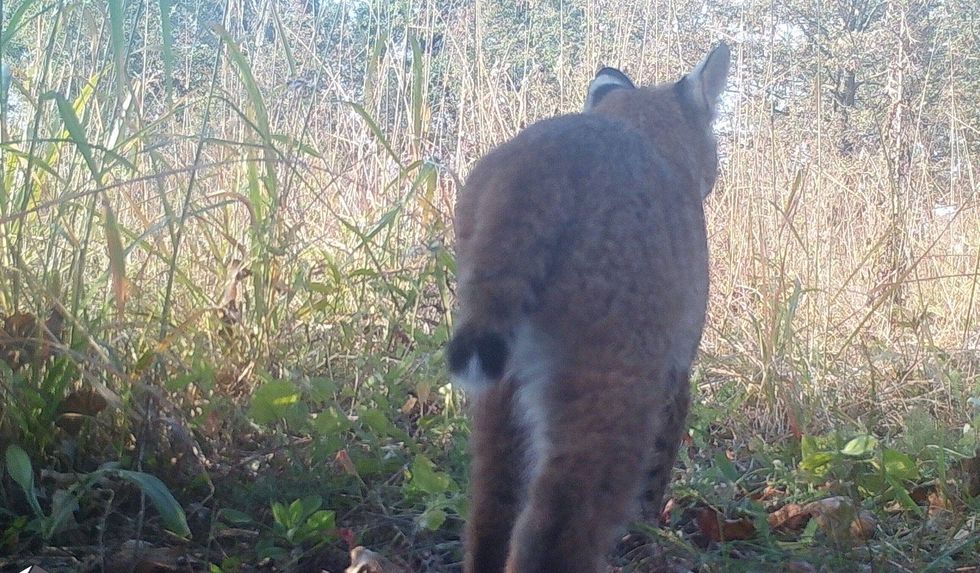 bobcat