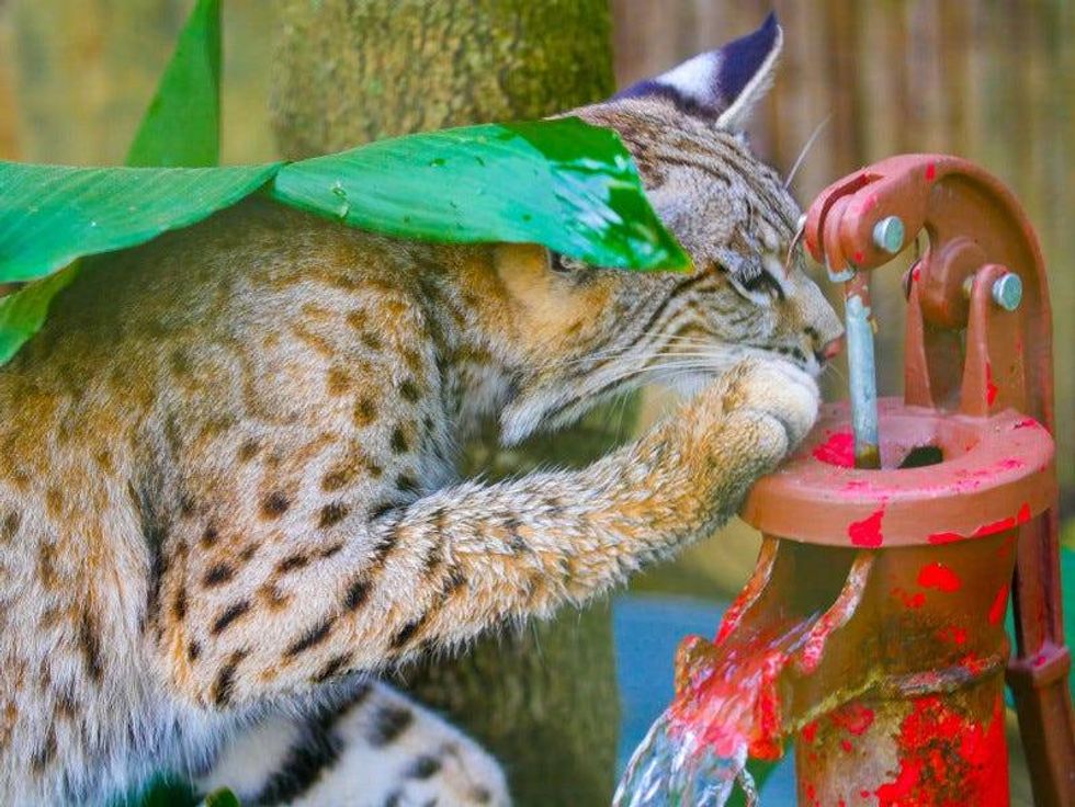 Bobcat
