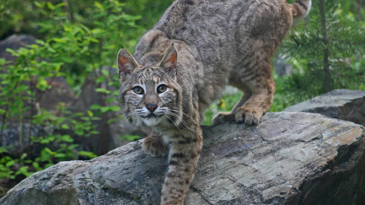 bobcat