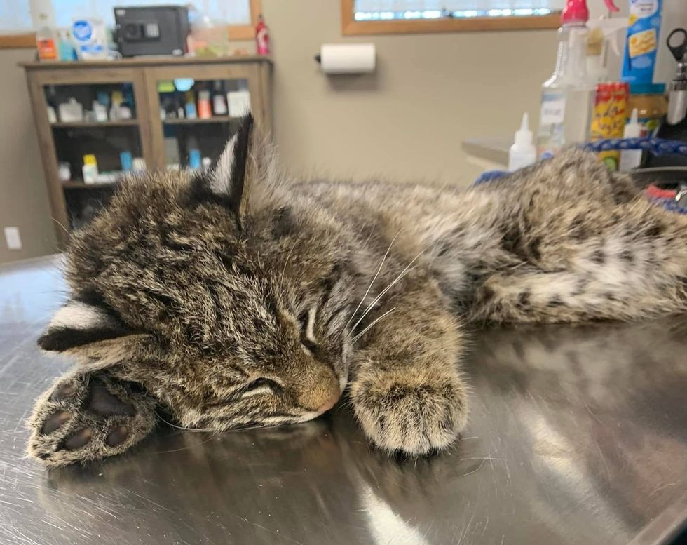 Bobcat