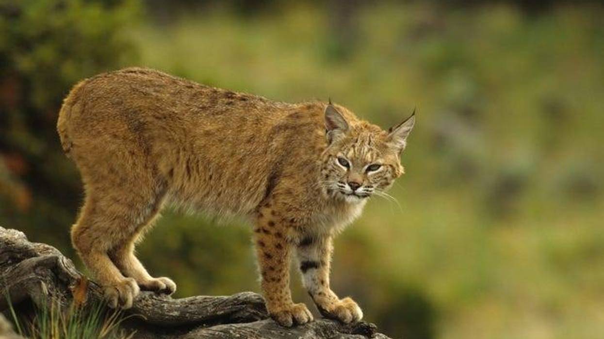 Bobcat