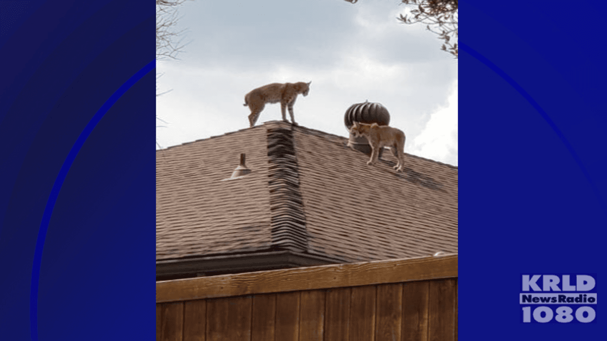 Bobcats on roof of Dallas home