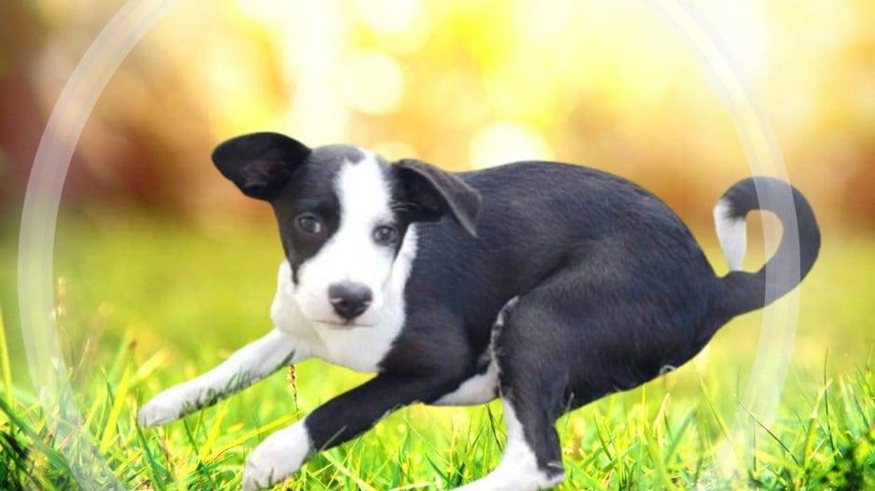 Bocephus, a six month old medium mixed breed puppy up for adoption at ARE Animal Rescue in Hemet