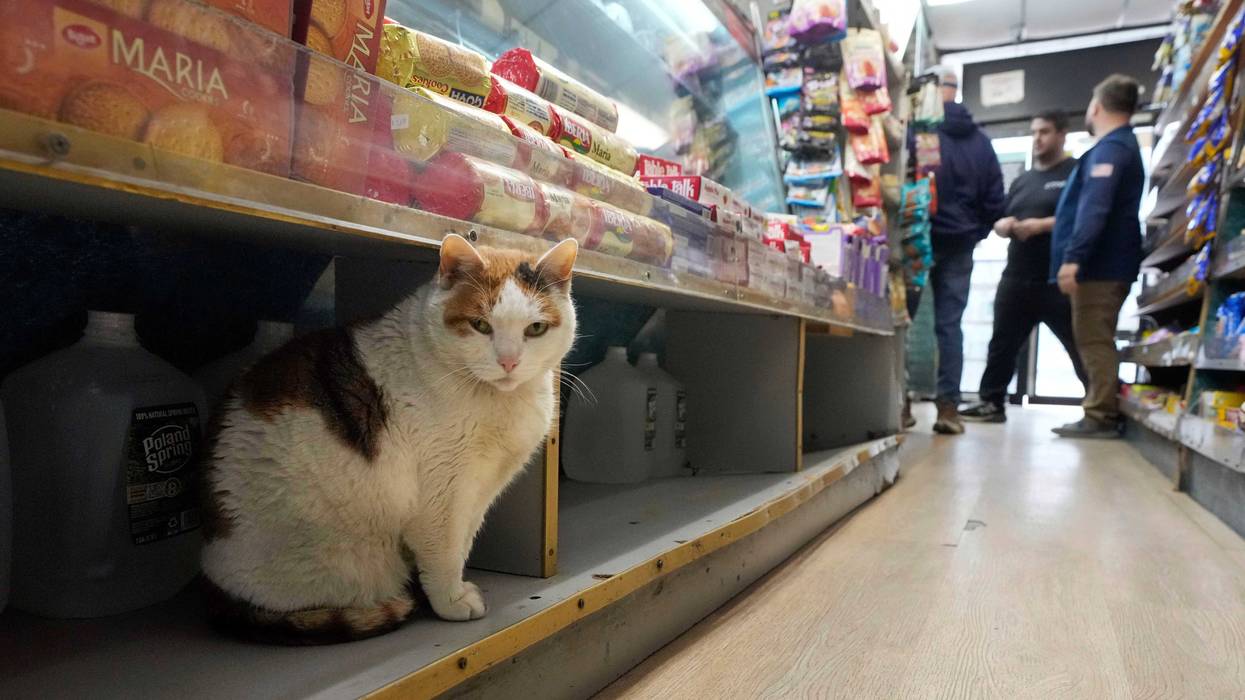 Bodega Cats
