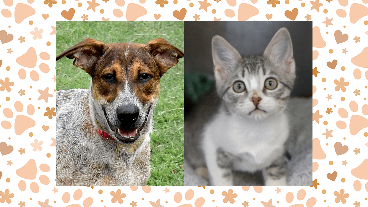 Wet Nose Wednesday: Bodhi and Chamomile