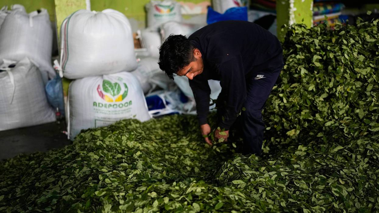 BOLIVIA-COCA 2858
