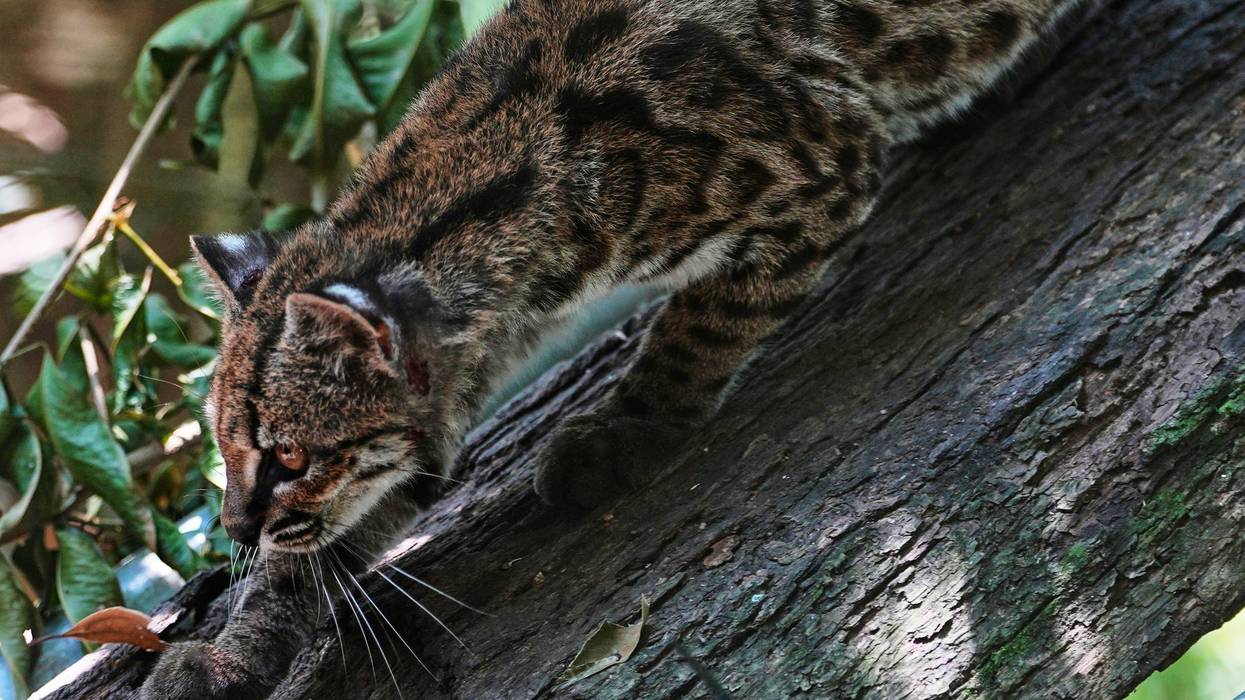 Bolivia New Cat Species