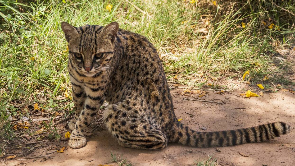 Bolivian wild cat