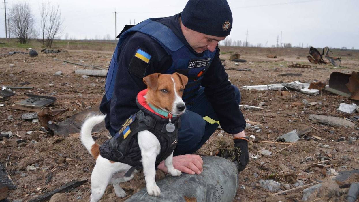 bomb sniffing dog in Ukraine