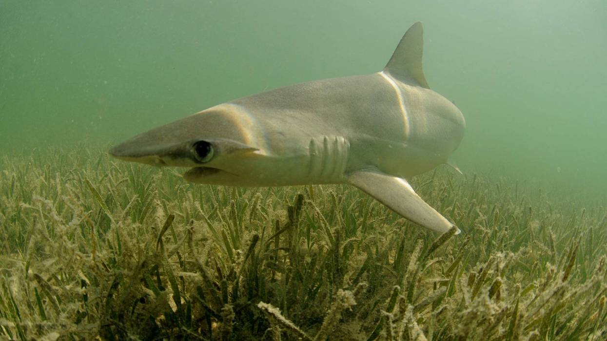 bonnethead shark
