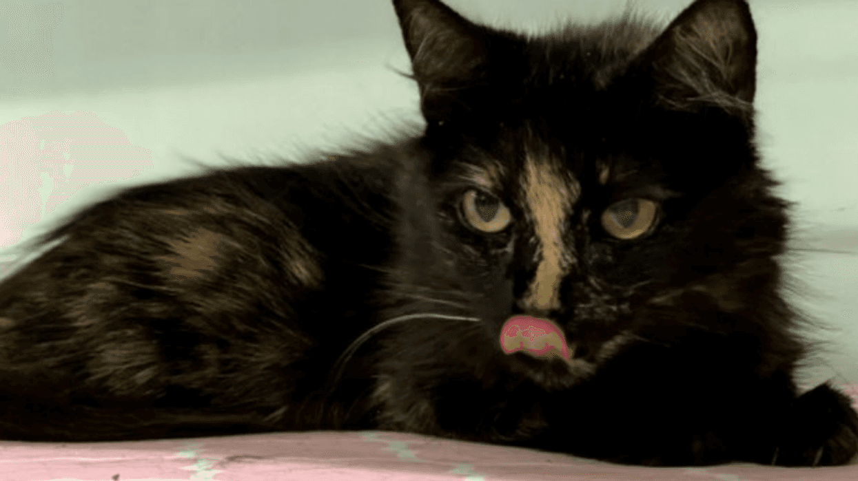 Bonnie, a ten year old tortoiseshell cat up for adoption through ARE Animal Rescue in Hemet