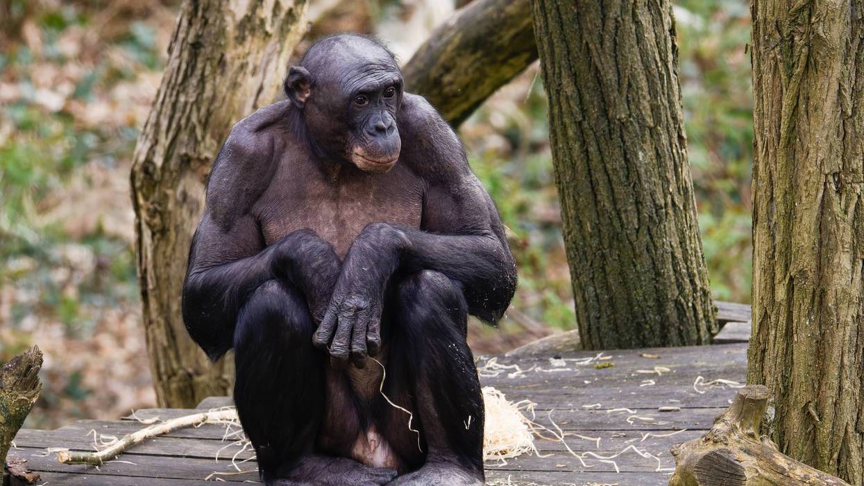 Bonobo, Pan paniscus Sitting on Wooden Platform in Forest. A bonobo sitting on a wooden platform in a forested area, surrounded by trees.