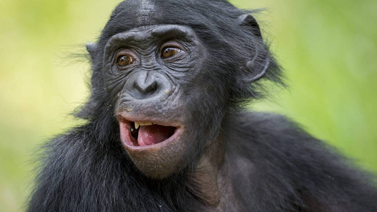 Bonobo