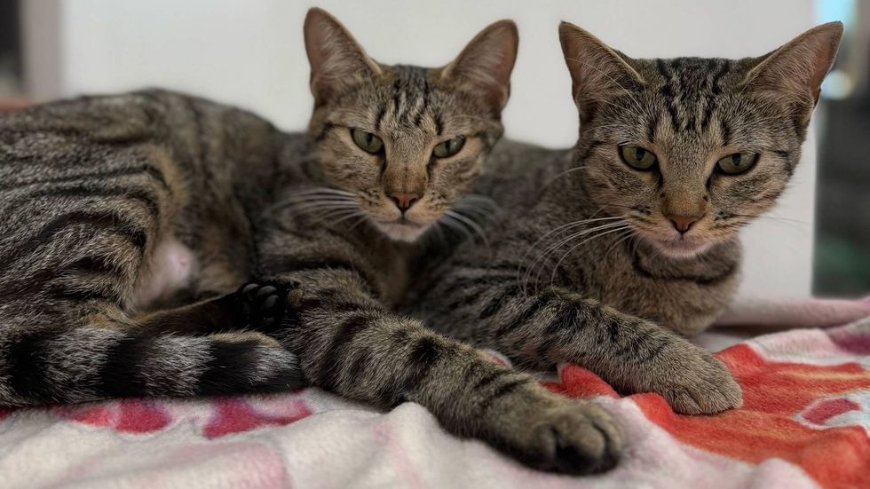 Bookworm and Dust Bunny