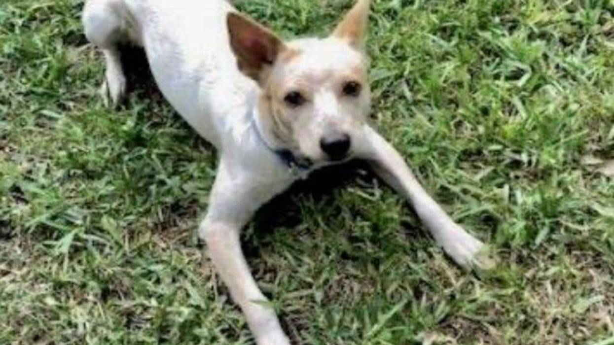 Boomerang @ Austin Humane Society November 2020