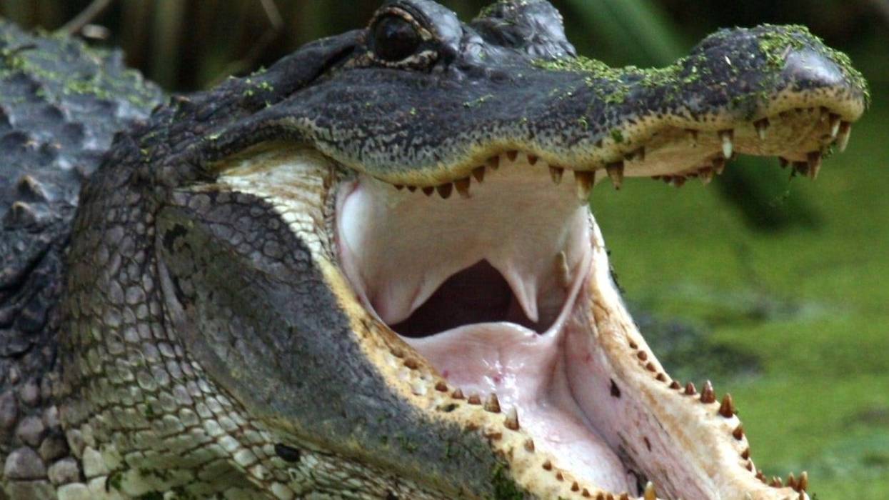 Booming 'gator populatiob has regulators mulling expanded hunting season