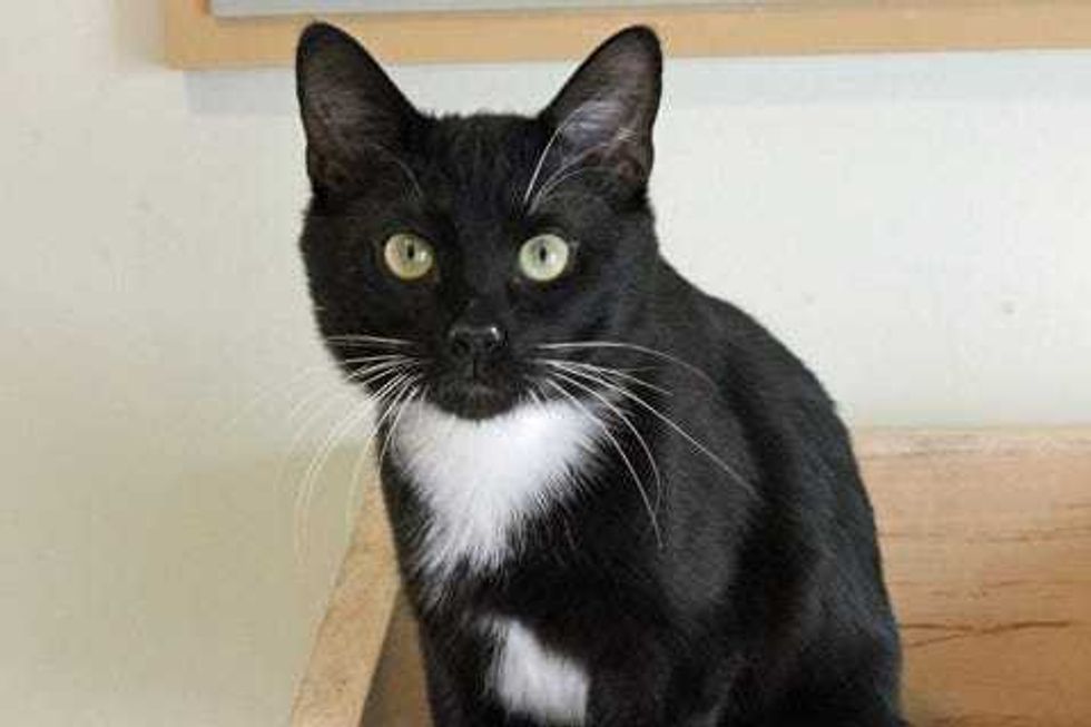 Boris, a three-year-old tuxedo cat who has a personality that can’t be beat.