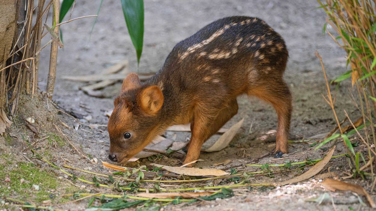 Born on June 21at about 2 pounds, the fawn shares a habitat with its parents at the Queens Zoo