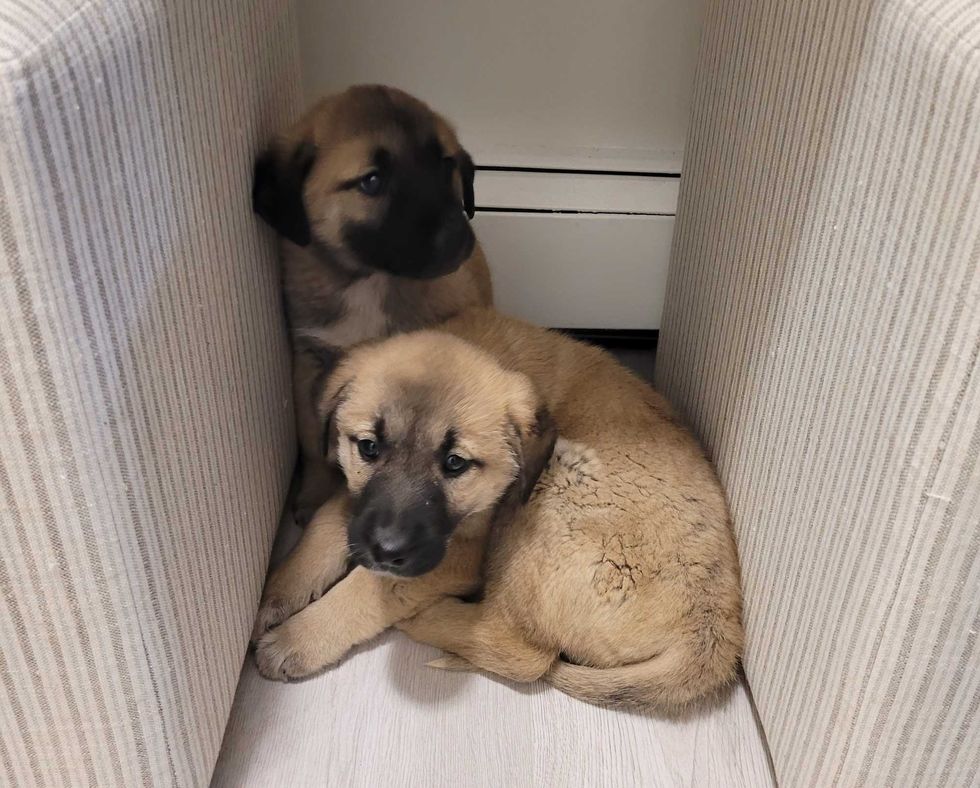 Both puppies are up for adoption at the Town of Brookhaven Animal Shelter